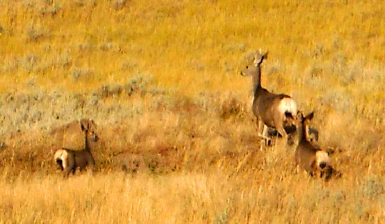 Deer in a meadow